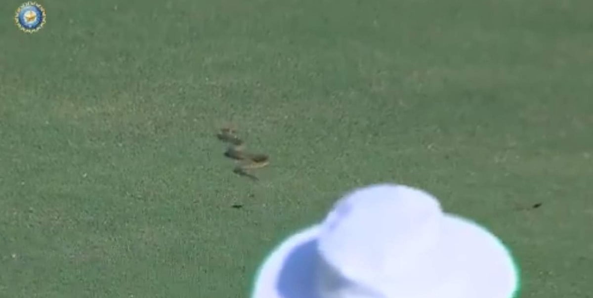 மைதானத்துக்குள் நுழைந்து கிரிக்கெட் ஆட்டத்தை நிறுத்திய பாம்பு! (விடியோ)