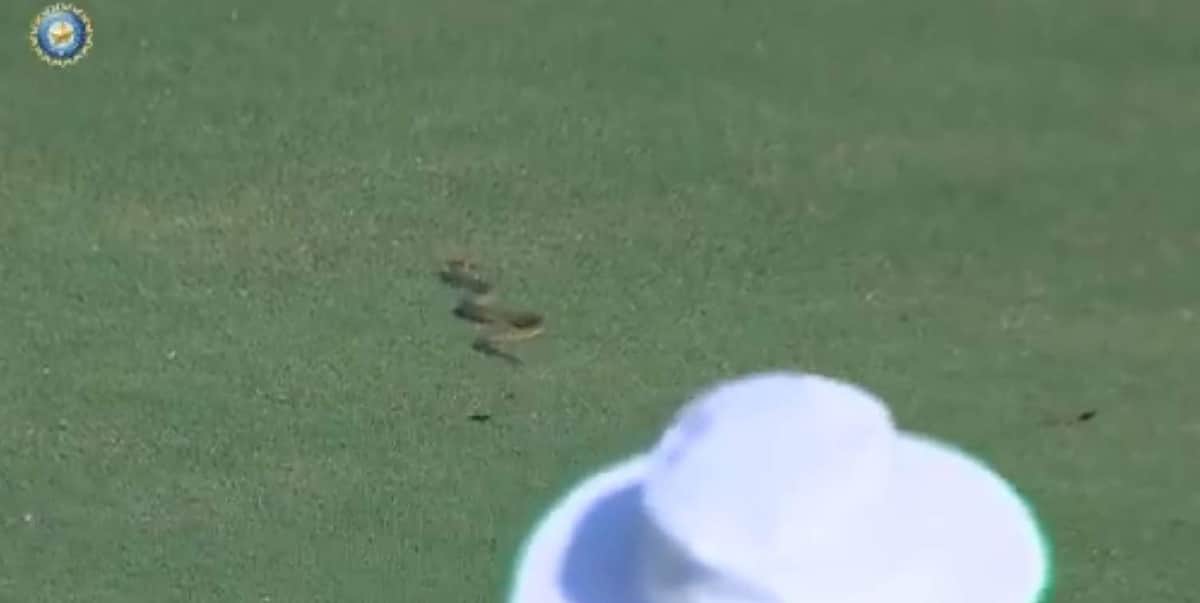 மைதானத்துக்குள் நுழைந்து கிரிக்கெட் ஆட்டத்தை நிறுத்திய பாம்பு! (விடியோ)