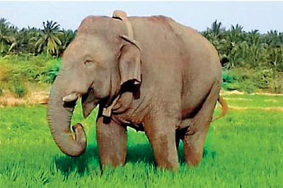 சின்னத்தம்பி யானையைப் பிடிக்கலாம்: உயர் நீதிமன்றம் அனுமதி 