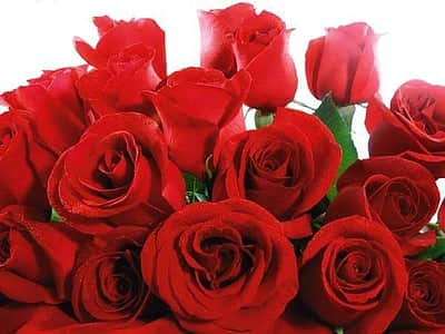 உங்கள் மனைவியோடு கருத்துவேறுபாடா? ரோஜாப்பூ வாங்கிகொடுங்க! ரோஜாப்பூவை பற்றி ஜோதிடம் கூறும் செய்திகள்!