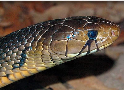 ‘கண்ணீர் சிந்தும் பாம்பு’ இந்திய உயிரியல் விஞ்ஞானிகளின் புதிய கண்டுபிடிப்பு!