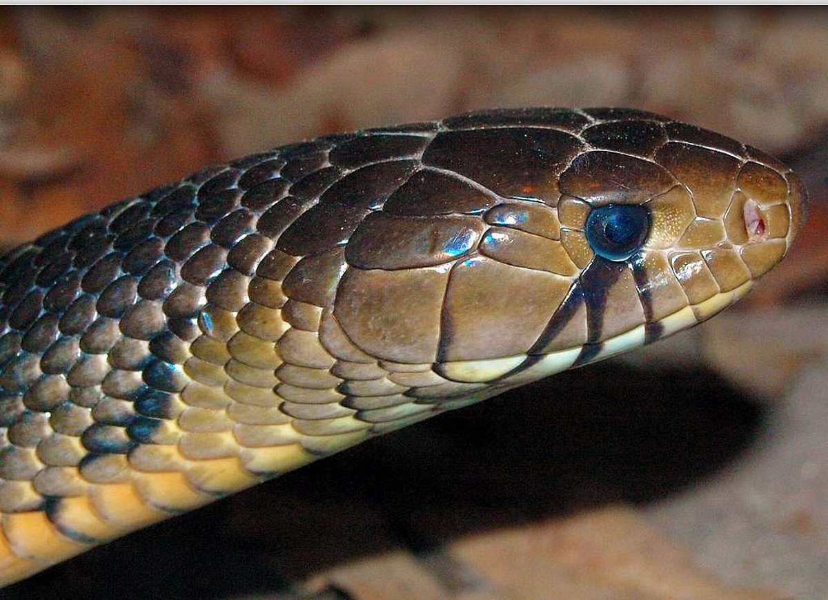 ‘கண்ணீர் சிந்தும் பாம்பு’ இந்திய உயிரியல் விஞ்ஞானிகளின் புதிய கண்டுபிடிப்பு!