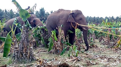 பிடிபட்டது சின்னதம்பி காட்டு யானை