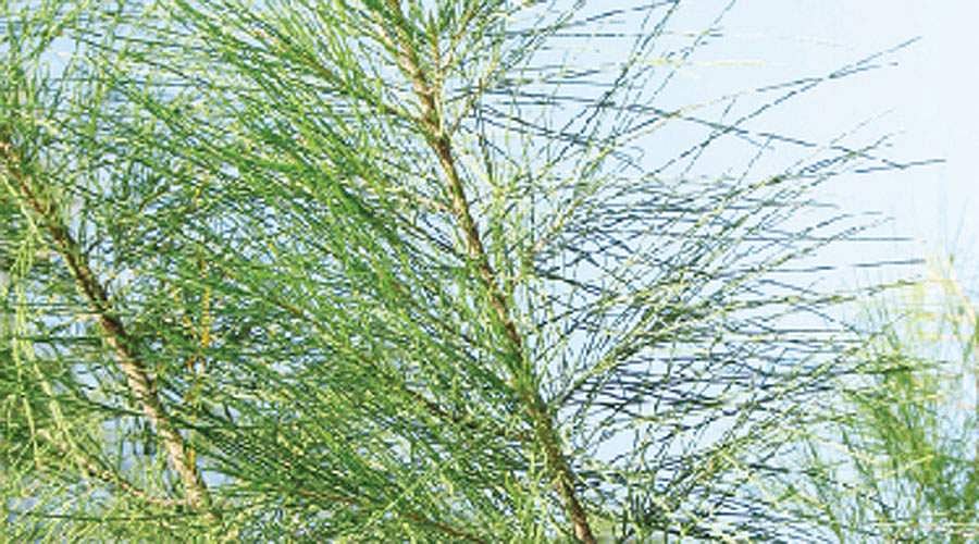 மரங்களின் வரங்கள்!