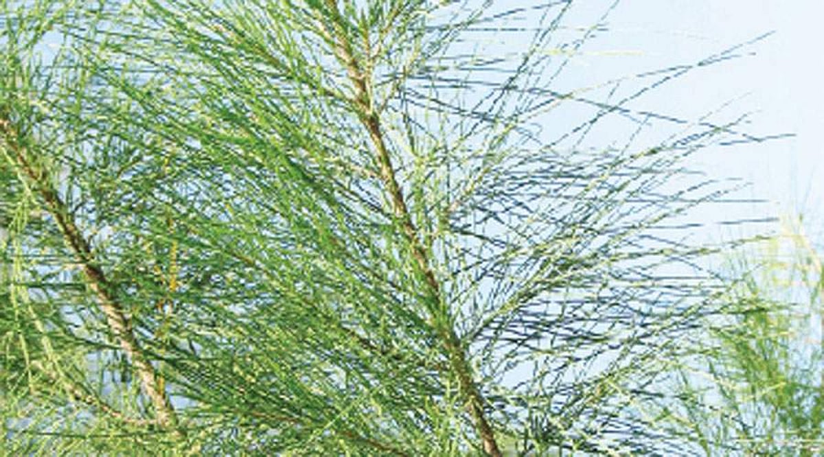 மரங்களின் வரங்கள்!