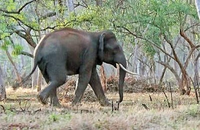 மேட்டூா் அருகே சாலை மறித்த ஒற்றை யானை: வாகன ஓட்டிகள் அச்சம்