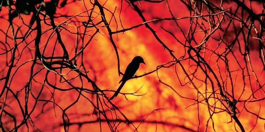 பந்திப்பூர் புலிகள் காப்பகத்தின் 2,500 ஏக்கர் வனத்தை சாம்பலாக்கிச் சென்ற காட்டுத் தீ