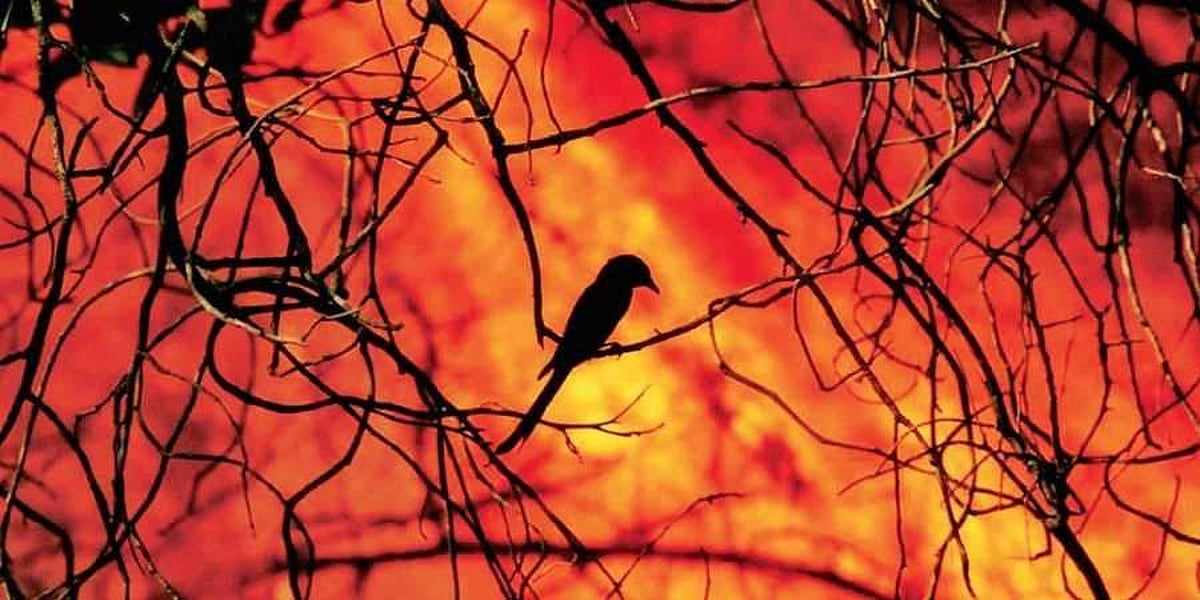 பந்திப்பூர் புலிகள் காப்பகத்தின் 2,500 ஏக்கர் வனத்தை சாம்பலாக்கிச் சென்ற காட்டுத் தீ