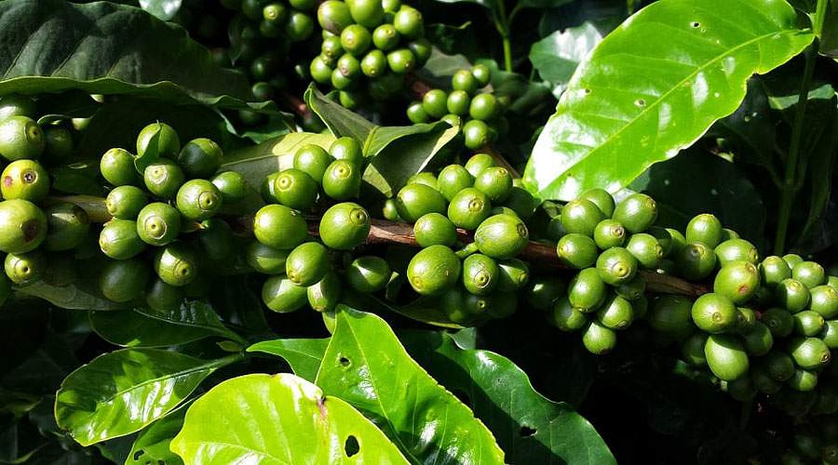 நேரடி சந்தை வாய்ப்பு இல்லை: கொல்லிமலையில் குறையும் காபி விவசாயம்