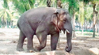 சின்னத்தம்பியை கும்கியாக மாற்றும் எண்ணம் இல்லை: நீதிமன்றத்தில் தமிழக அரசு விளக்கம் 