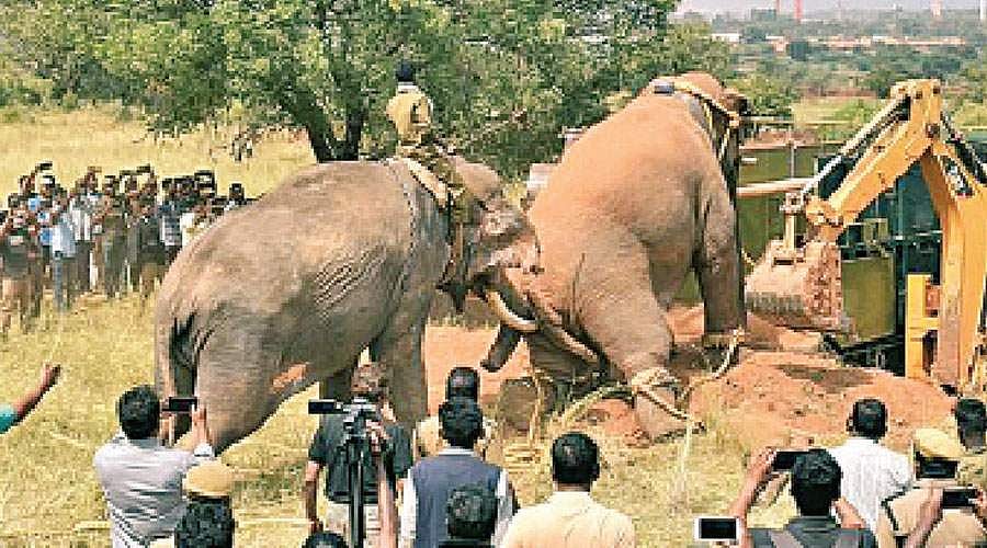 பயிர்களை சேதப்படுத்தும் யானைகளை இடமாற்றம் செய்வதுதான் தீர்வா?