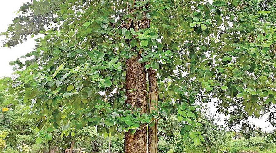 மரங்களின் வரங்கள்!