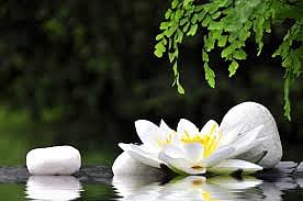 கடந்த வாரத் தலைப்பு தாமரை! வாசகர் கவிதைகள்!