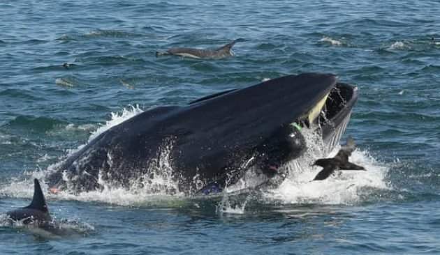 திமிங்கலத்தின் வாய்க்குள் சிக்கி உயிரோடு வெளியில் வந்த மயிர்க்கூச்செரிய வைக்கும் சம்பவம்!