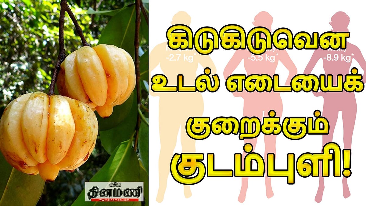 கிடுகிடுவென உடல் எடையைக் குறைக்கும் குடம்புளி! (விடியோ)
