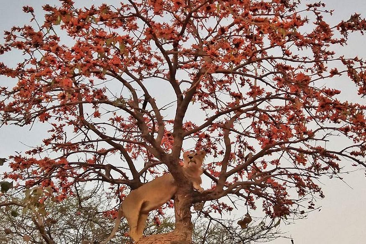 மோடியை மயக்கிய ‘கிர்னார் சிங்கம்’!
