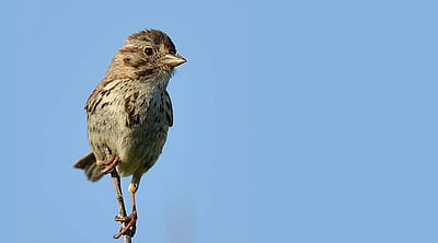 உலக சிட்டுக்குருவிகள் தினம் - புகைப்படங்கள்