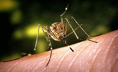 20. ஜப்பானிய மூளைக்காய்ச்சல்