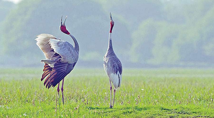 கருவூலம்: விந்தையான பறவைகள்