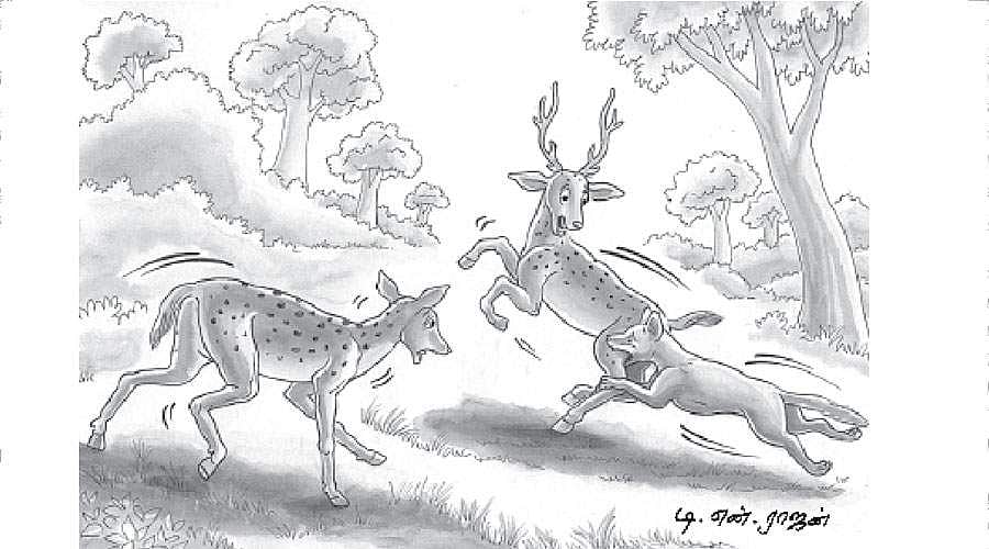 செந்நாயின் தந்திரமும், ஆண்மானின் செந்திறமும்!