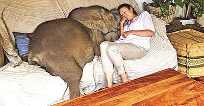 குட்டி யானை மோயோவின் வினோத பழக்கம்!