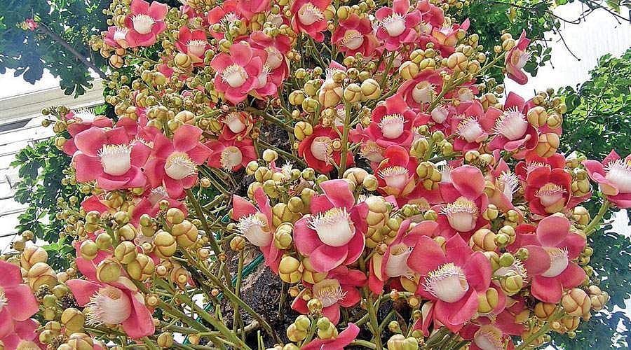 மரங்களின் வரங்கள்!: புனிதச் செம்மலர் - நாகலிங்க மரம்