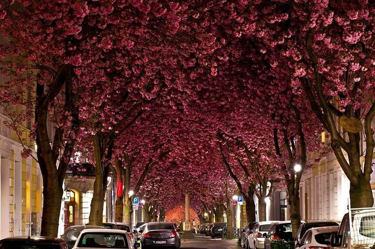 ஜெர்மனியில் செர்ரி மலர்களின் கோலாகலம்!