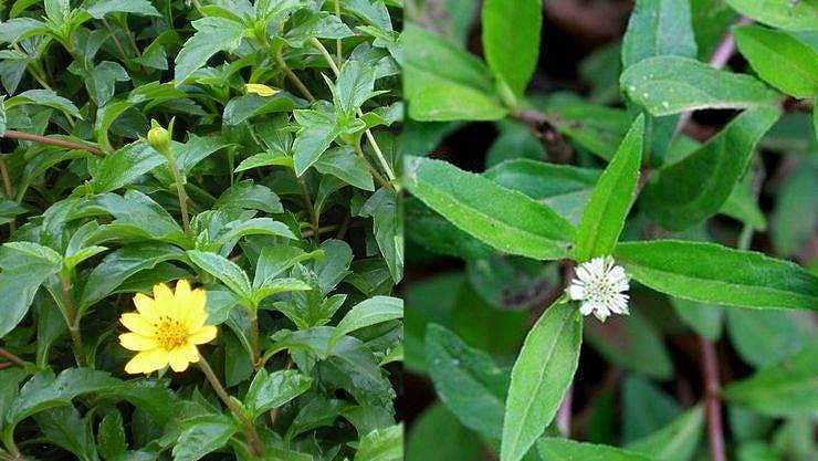 ரத்த சோகையா? இந்த சூப் குடிங்க!