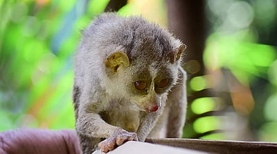 தேவாங்கு