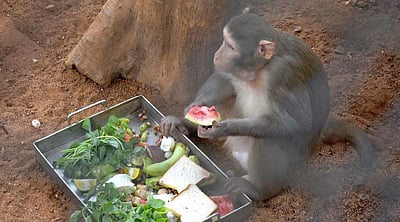 கோடை வெயில் குளுகுளு பழங்கள்