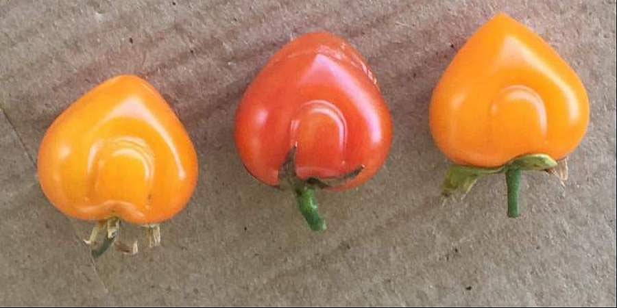 இது தேர்தல் காலம்: இதயம் வடிவில் விளைந்த மோடி தக்காளி! சந்தையில் விற்றுத் தீர்ந்தது