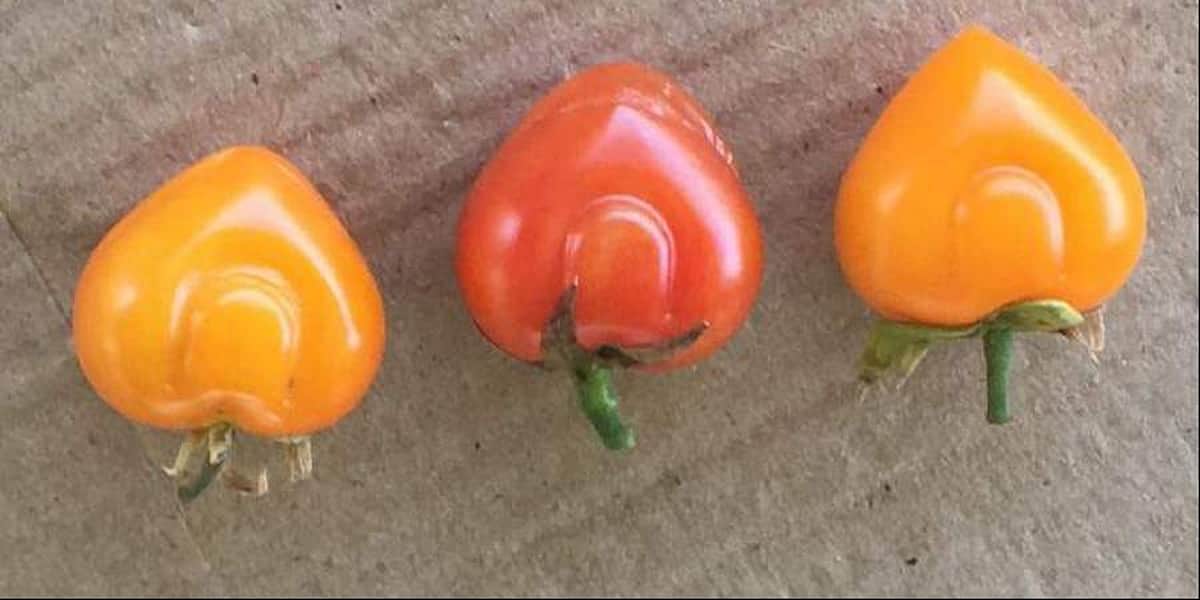 இது தேர்தல் காலம்: இதயம் வடிவில் விளைந்த மோடி தக்காளி! சந்தையில் விற்றுத் தீர்ந்தது