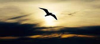 விடுதலையை நோக்கி