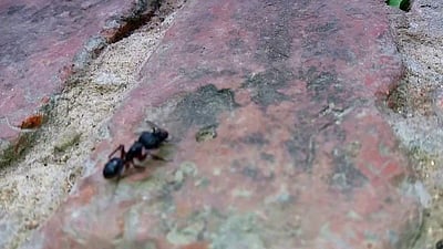 ஈ, எறும்புக்குக் கூட கெடுதல் நினைக்காதவர்களாக இருந்தால், இது உங்களுக்கானது இல்லை!