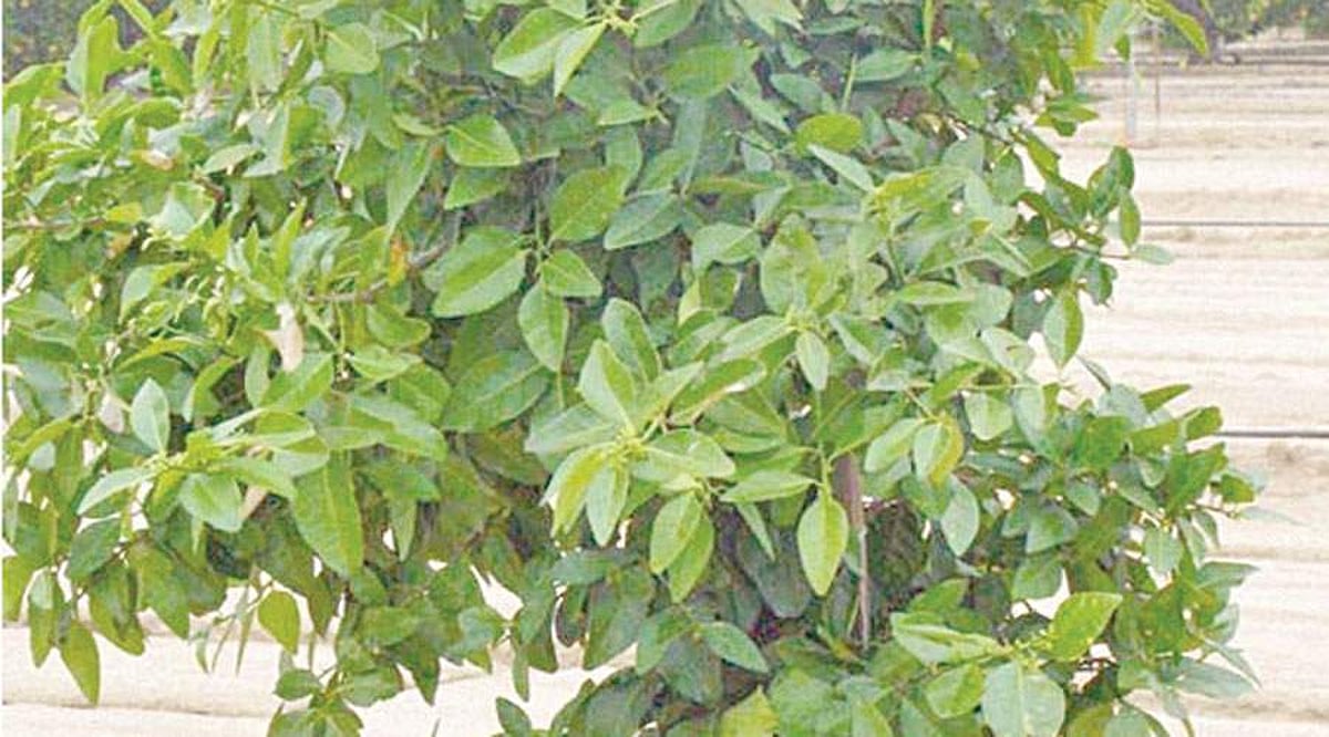 மரங்களின் வரங்கள்!: குருந்த மரம்!