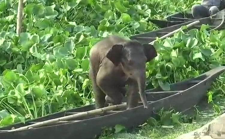 சுட்டித்தனத்தால் ஏரியில் சிக்கிக் கொண்ட குட்டி யானை!