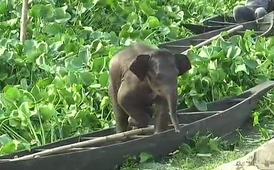 சுட்டித்தனத்தால் ஏரியில் சிக்கிக் கொண்ட குட்டி யானை!