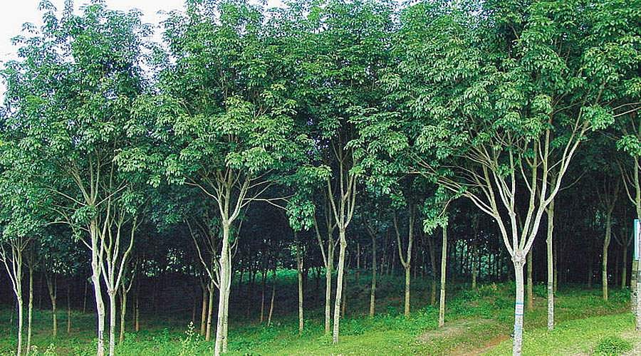 மரங்களின் வரங்கள்!: தொழில் புரட்சி செய்த மரம் - ரப்பர்  மரம்