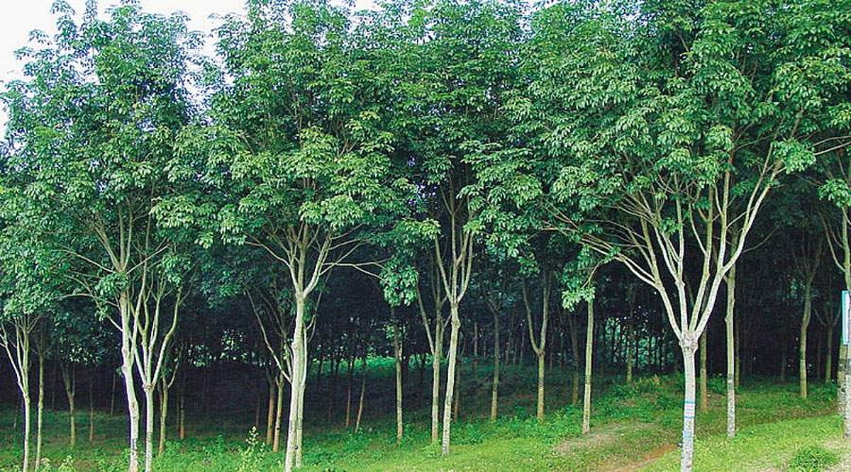 மரங்களின் வரங்கள்!: தொழில் புரட்சி செய்த மரம் - ரப்பர் மரம்