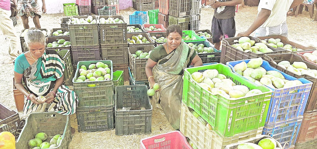 ஆண்டுக்கு ஆண்டு குறையும் மா விளைச்சல்: அரசு உதவியை எதிர்நோக்கும் விவசாயிகள்!