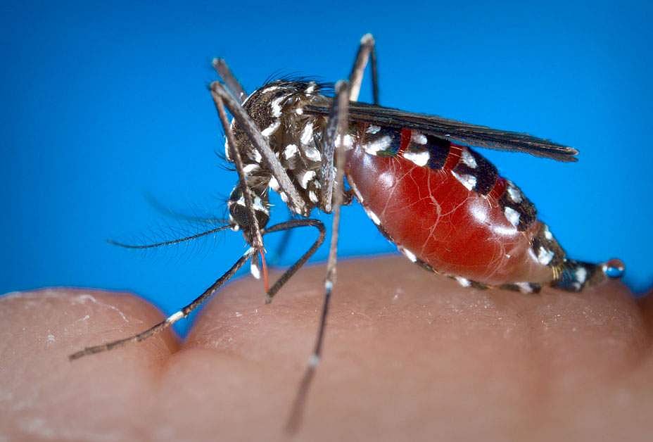 21. மேற்கு நைல் வைரஸ் காய்ச்சல்