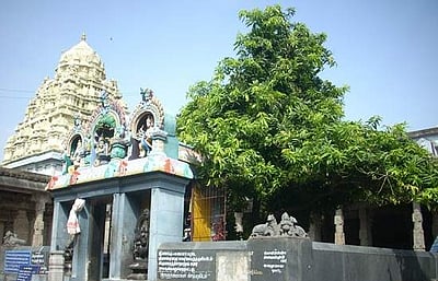 உங்கள் நட்சத்திரம் எது? உங்களுக்கேற்ற விருட்சம் இதுதான்!