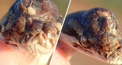 ஆஸ்திரேலியாவில் பிடிபட்ட அபூர்வ மூன்று கண் நாகம்: அதிசயத்துப் போன விஞ்ஞானிகள் 