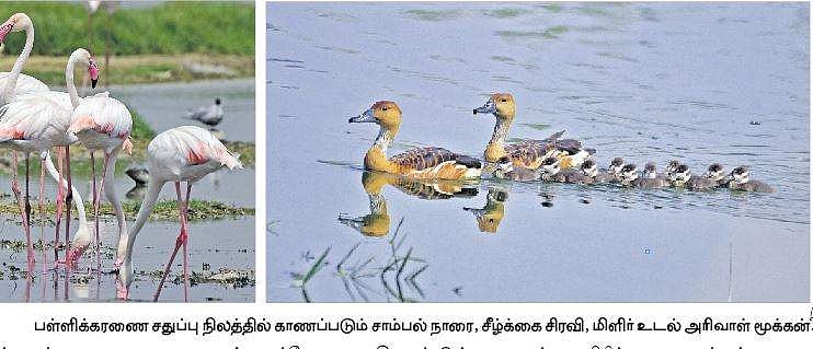 ஆக்கிரமிப்புகளுக்கு மத்தியில் இயற்கைச் சூழலைக் காக்கும் பள்ளிக்கரணை சதுப்பு நிலங்கள்: 10 ஆயிரத்துக்கும் மேற்பட்ட பறவைகள் பதிவு