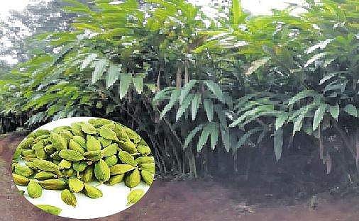 இடுக்கி ஏலக்காய் தோட்டங்களில் பணிகள் முடக்கம்: 30 ஆயிரம் தொழிலாளர்கள் வேலை இழப்பு