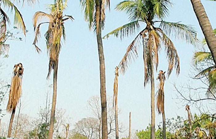 தண்ணீரின்றிக் கருகிய தென்னை,நெல்,கரும்பு: விவசாயிகளுக்கு ரூ.30 கோடி இழப்பு: வறட்சி நிவாரணம், காப்பீட்டுத் தொகை வழங்கப்படுமா?