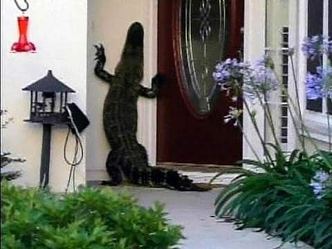 ‘காலிங் பெல் அடித்தது முதலை, மொபைல் ஃபோனை எடுத்து வந்த திமிங்கலம்’ இரண்டுமே படத்தில் அல்ல, நிஜத்தில்!