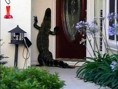 ‘காலிங் பெல் அடித்தது முதலை, மொபைல் ஃபோனை எடுத்து வந்த திமிங்கலம்’ இரண்டுமே படத்தில் அல்ல, நிஜத்தில்!