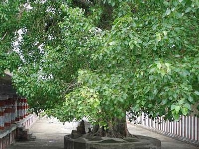 புத்திர தோஷம் போக்கும் சோம வார அரசமர பிரதட்சிணம் - வேதமும் விஞ்ஞானமும் கூறும் ரகசியங்கள்!
