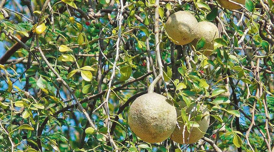 மரங்களின் வரங்கள்!: பித்தம் தெளிய மருந்தொன்று உண்டு!  - விளா மரம்